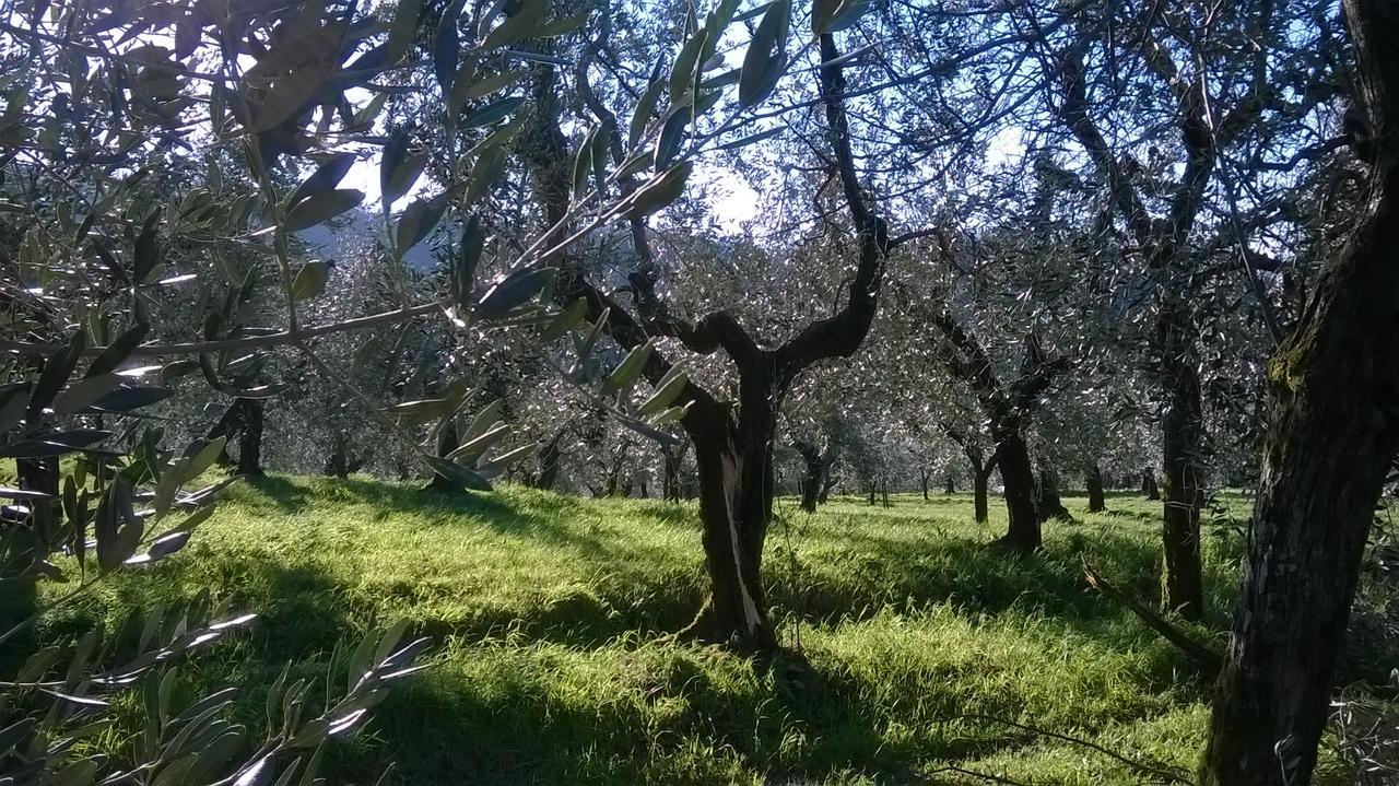 Villa Pacinotti 皮斯托亚 外观 照片