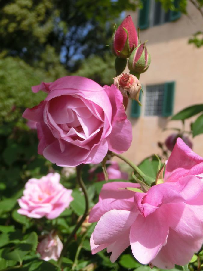 Villa Pacinotti 皮斯托亚 外观 照片